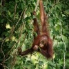 Orangutan bornejsky - Pongo pygmaeus - Bornean Orangutan o9929